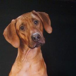 Rhodesian Ridgeback All Grown Up from Tampo Rhodesian Ridgeback