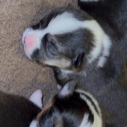 AKC Orange Duck - Black and tan male Pembroke Welsh Corgi puppy in Summerfield, Florida from Promise Land Farm