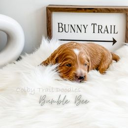 Boy 1 - Goldendoodle puppy in Glendora, California from Colby Trail Doodles