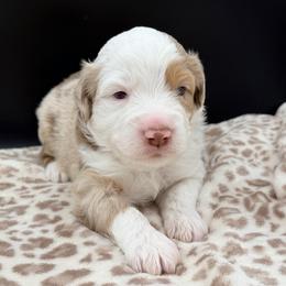 Boy 4 - Red merle male Miniature Australian Shepherd puppy in Arcadia, Indiana from Sunset Cowgirl Mini Aussies