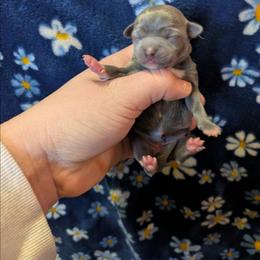 Porsha - Silver and white female Chihuahua puppy in Amity, Pennsylvania from Baxters Chihuahuas