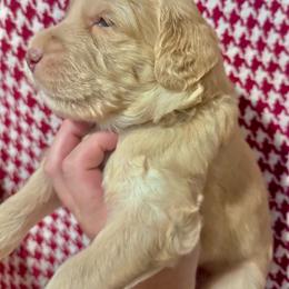 Washington - Apricot male Goldendoodle puppy in Tybee Island, Georgia from Castaway Doodles