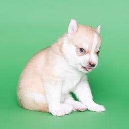 Lee - Red and white male Siberian Husky puppy in Meadow Vista, California from Thistle Hill Siberians