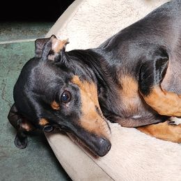 Leona - Dachshund