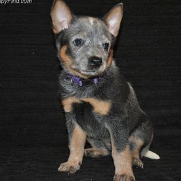 Australian Cattle Dogs from Del Sol Farm