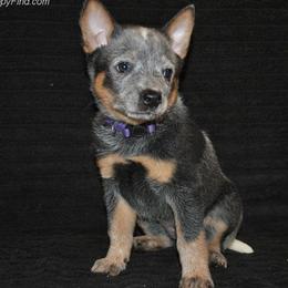 Australian Cattle Dogs from Del Sol Farm