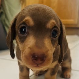 Dachshunds from George Pidgeon