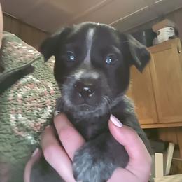 Vixen - Blue female Australian Cattle Dog puppy in Morton, Illinois from KT Ranch ACDs