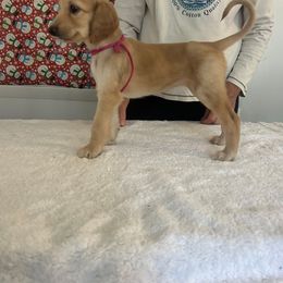 Pink Girl - Cream female Afghan Hound puppy in Ocala, Florida from Whirlaway's Ranch