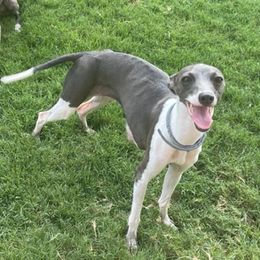 Latte - Italian Greyhound