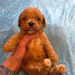 Paisley - Red female Cavapoo puppy in Gresham, Oregon from Paisley Cavapoos