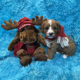 Buddy - Blenheim male Cavapoo puppy in Taft, Tennessee from Knight Pups