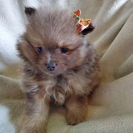 Olivia - Lavender female Pomeranian puppy in Bellevue, Iowa from Fluffy Wonders Poms and Doodles
