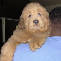 Stone - Tibetan Mastiff