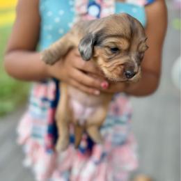 Maple - Dapple female Dachshund puppy in Cinebar, Washington from Pure Joy Labradors and Mini Dachshunds