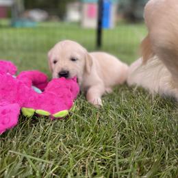 Golden Retriever Puppies from Crescent View Goldens