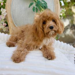 Red - Red male Cavapoo puppy in Queen Creek, Arizona from Dulcito Doodles