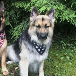 German Shepherds from White Meadows Farm German Shepherds