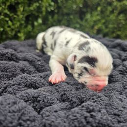 Ian - Harlequin male Great Dane puppy in Granby, Missouri from HCR Great Danes