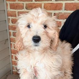 Pixie - Cream female Cockapoo puppy in Denver, Pennsylvania from Greenview Puppies