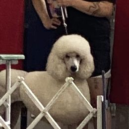 Emma - Poodle