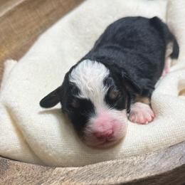 Theo - Tri-color male Bernedoodle puppy in Bellevue, Iowa from Blended Acres & Kennels