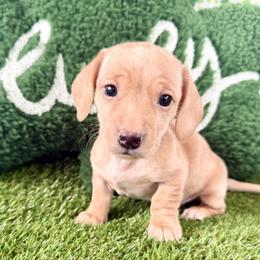 Strawberry shortcake - Cream female Dachshund puppy in Orlando, Florida from Weiner Wunderland of Central Florida