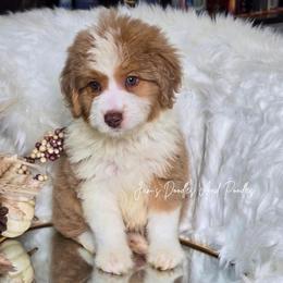 Will Scarlett - Brown merle male Aussiedoodle puppy in Cleveland, Georgia from Jam's Doodles And Poodles