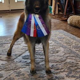 Belgian Tervuren Puppies from SoDak Belgians/ Protégé Belgians