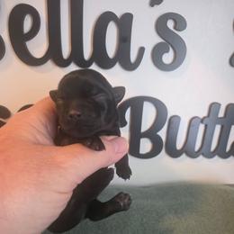 Boy 1 - Parti male Yorkshire Terrier puppy in Clermont, Florida from Bella's Prissy Butts