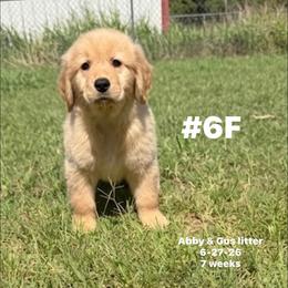 Purple Collar - Golden female Golden Retriever puppy in Piedmont, Oklahoma from Sabrina's Golden Retrievers