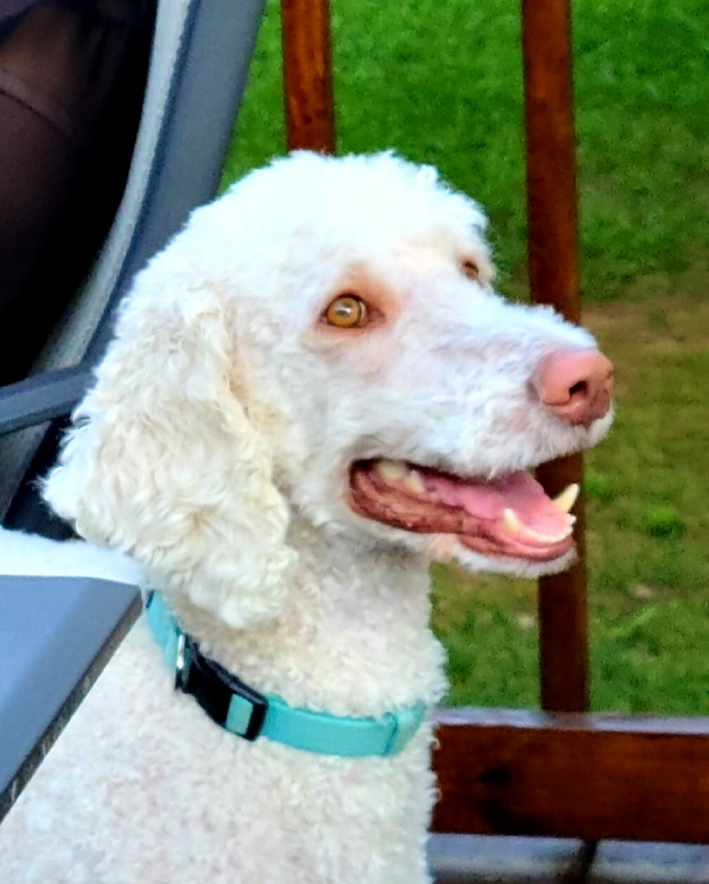 Sugar - Poodle