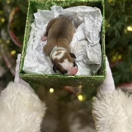 Angel - Fawn female Boxer puppy in Waycross, Georgia from David's Boxers