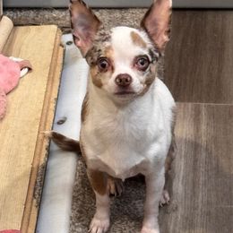 Winter - Chihuahua