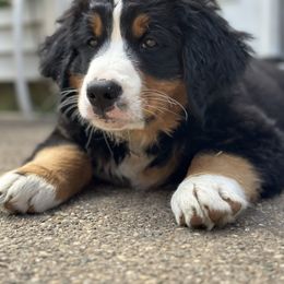 Bernese Mountain Dog Puppies from Keely’s Bouncing Berners