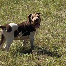 Nutley - Chocolate dilute male Chinese Shar-Pei puppy in Lehigh Acres, Florida from Florida Wrinkles