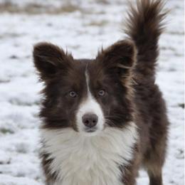 Merideth - Liver and white female Cardigan Welsh Corgi puppy in Maidsville, West Virginia from L&B Lowriders
