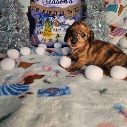 Holly - Dapple female Dachshund puppy in Cardington, Ohio from A & J Miniature Dachshunds & Bulldogs