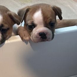 Boston Terrier and French Bulldog Puppies from Angie's Little Bostons And Frenchies