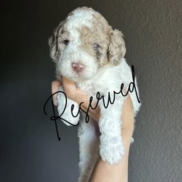 Hyacinth - Parti female Goldendoodle puppy in Aubrey, Texas from The Parrish Doods