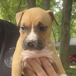 Eiffel - Red male American Staffordshire Terrier puppy in Monroe, Georgia from Irresistibull Staffords