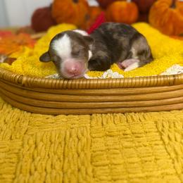 Poet - Chocolate merle male Bernedoodle puppy in Fort Myers, Florida from Little Golden Farm