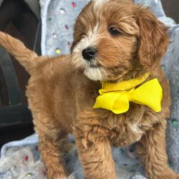 Brie - Red  female Goldendoodle puppy in Florence, South Carolina from Candy Doodles