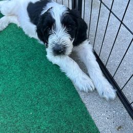 Goldendoodle Puppies from Lover Dover Doodles