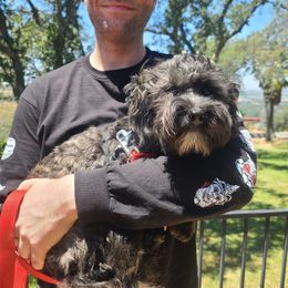 Havanese All Grown Up from HavtaHavRhavanese