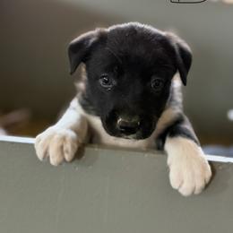 Star Wars - Black and white male Border Collie puppy in Oroville, California from Coalcyn Kennels