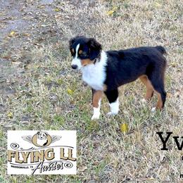 Yvette - Black tri female Miniature Australian Shepherd puppy in Madisonville, Texas from Flying LL Aussies