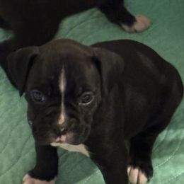 Erika - Brindle female Boxer puppy in West Salem, Ohio from KCF Boxers