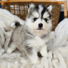Razzie - Silver and white female Pomsky puppy in Yavapai County, Arizona from Pawsh Pomskies