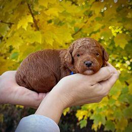 Blue Collar Boy - Red  male Poodle puppy in Modesto, California from Dry Creek Poodles